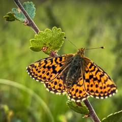 Ein Schmetterling in Schweden, der Passionsblumenfalter (pärlemorfjäril)