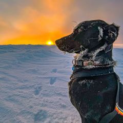 01_sonne_hund_schnee