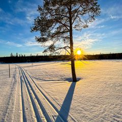 02_morgensonne_loipe_kiefer