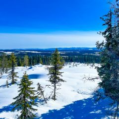 04_aussicht_gammal_valskaftet_klovsjofjall_bergwald